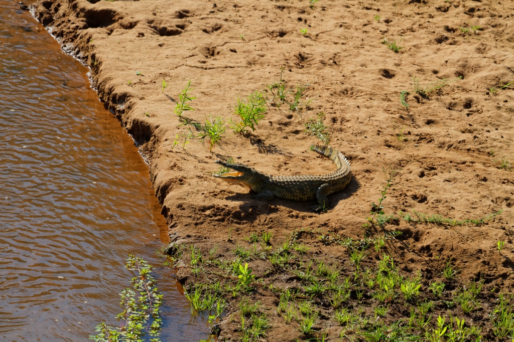 08 - Kruger NP (82).jpg